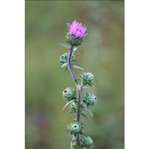 Blazing Star Aster