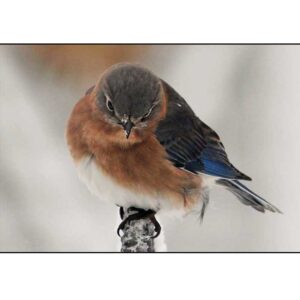 Blue Bird