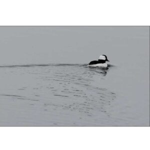 Bufflehead