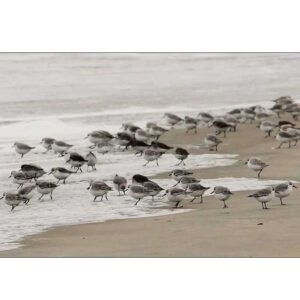 Sandpipers