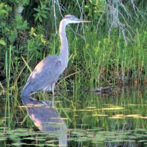Blue Heron