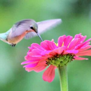Hummingbird