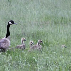 Goose Family