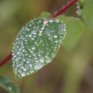 Rain on Leaf