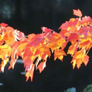 Orange Leaves