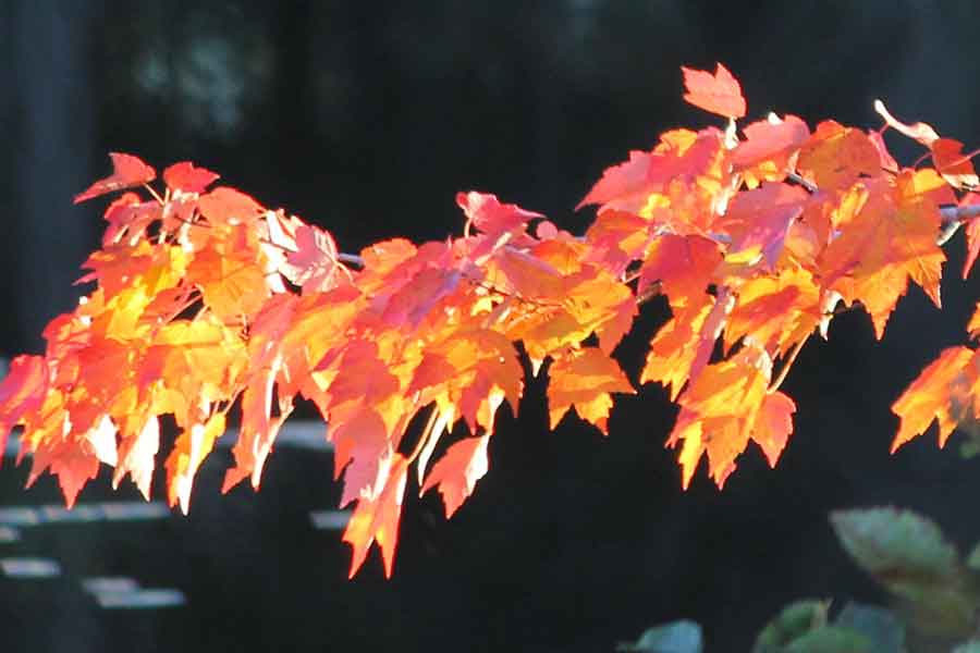 Orange Leaves