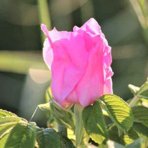 Beach Rose