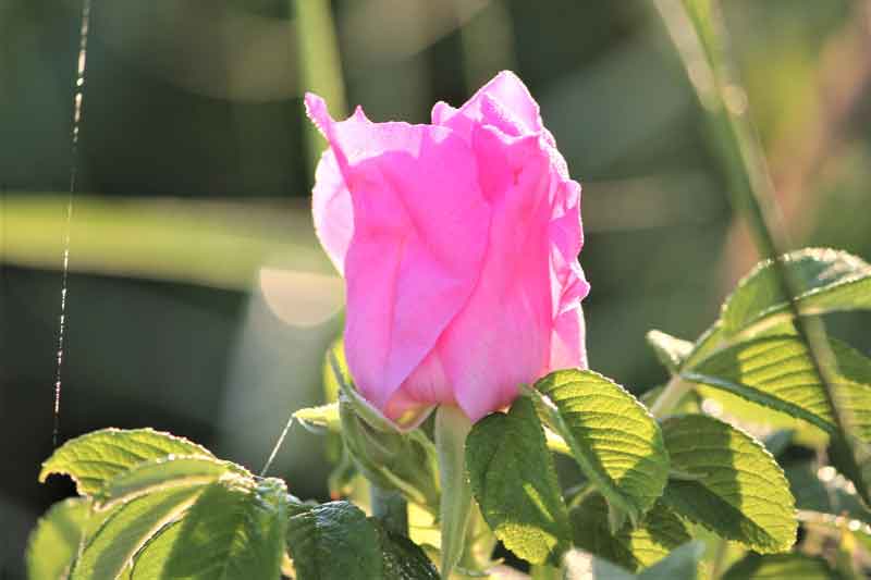 Beach Rose