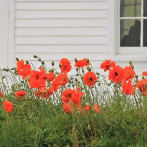 Poppies