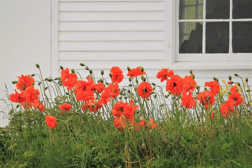 Poppies