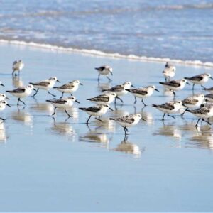 Sandpipers