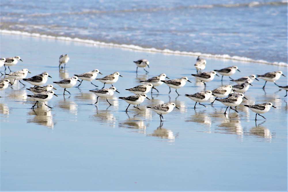 Sandpipers