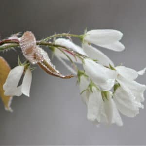 White Flower