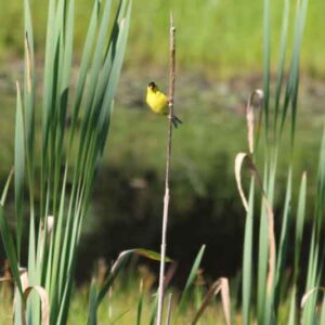 Yellow Bird